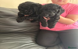 Cockapoo dogs for sale: For sale to beautiful pups  - Image 3