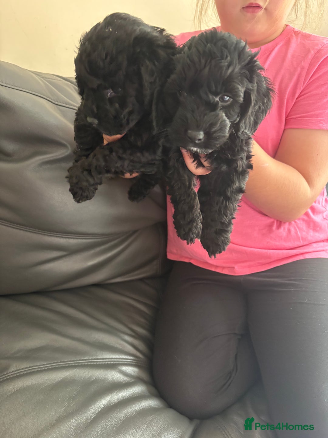 Cockapoo dogs for sale: For sale to beautiful pups  - Image 3