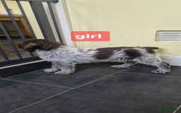 German Wirehaired Pointer dogs for sale: Stunning GWP puppies.  - Image 1