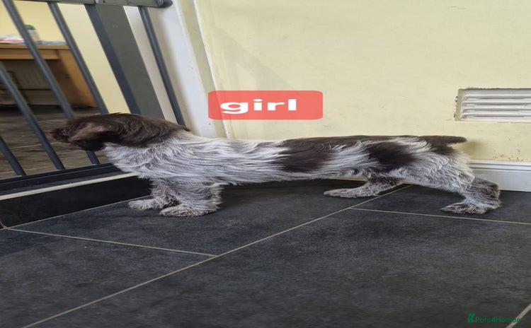 German Wirehaired Pointer dogs - Advert 1
