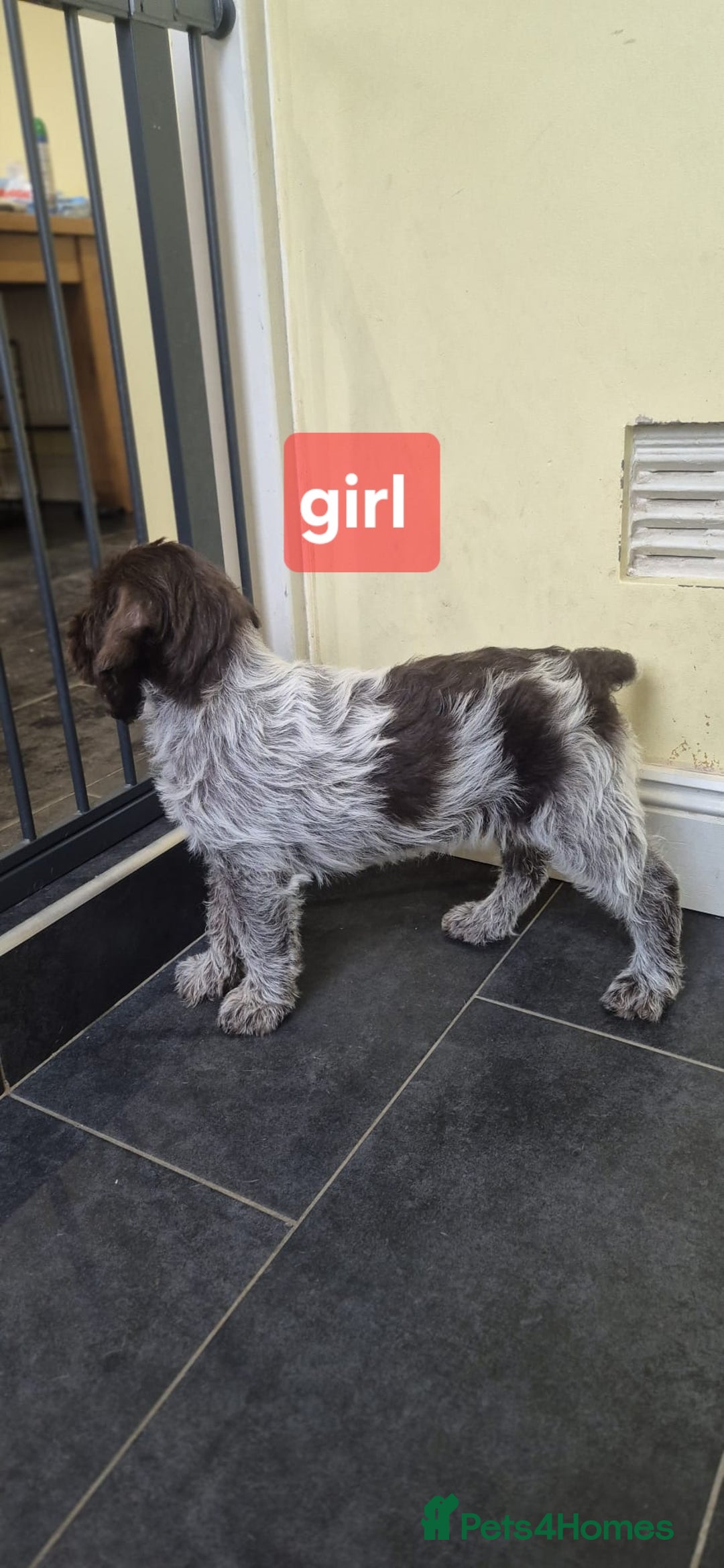 German Wirehaired Pointer dogs for sale: Stunning GWP puppies.  - Image 1