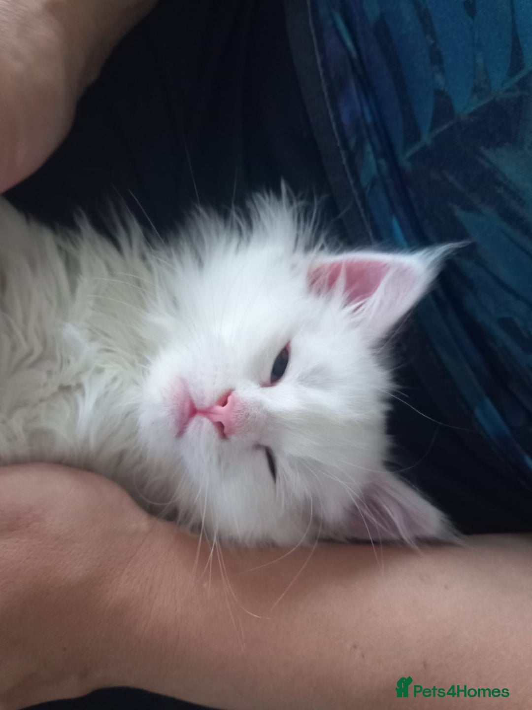 Maine Coon cats for sale: Maine coon kittens for sale - Advert 14