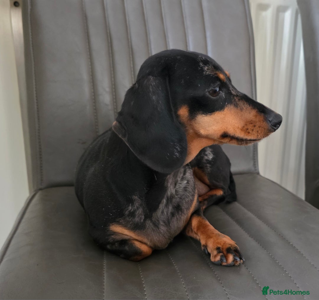 Miniature Dachshund dogs for sale: Beautiful Silver dapple girl. RETIREMENT  - Image 5