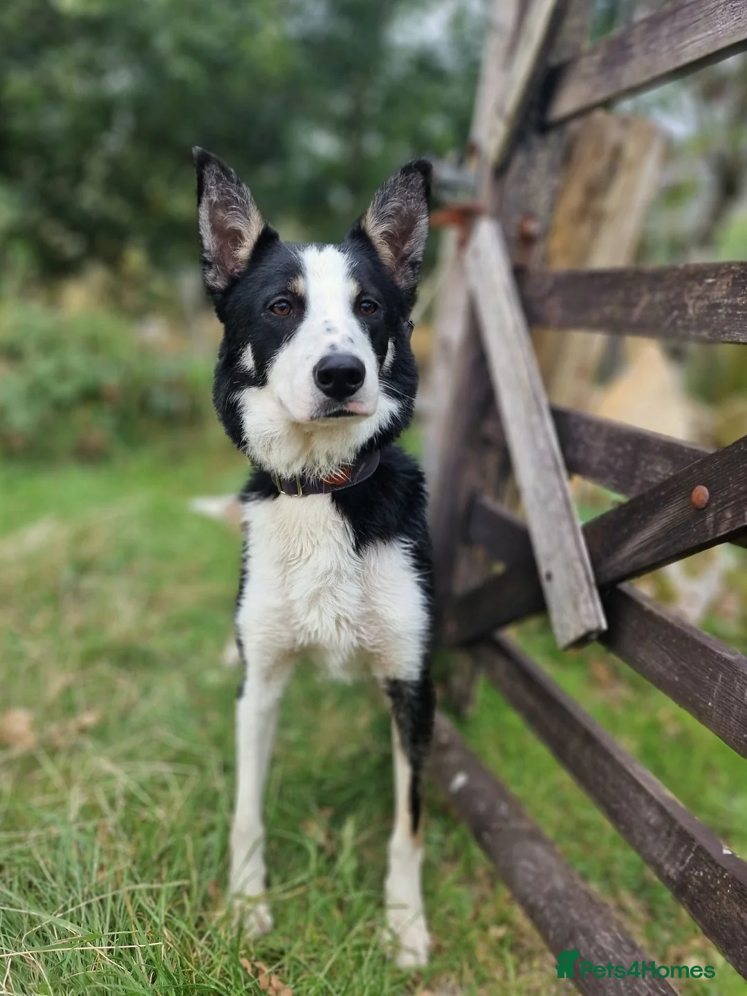 Border Collie dogs for sale: Cap, much loved boy - Advert 3