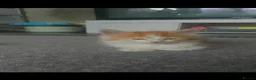 Mixed Breed cats for sale: 5 mixed ginger and calico kittens - Advert 6