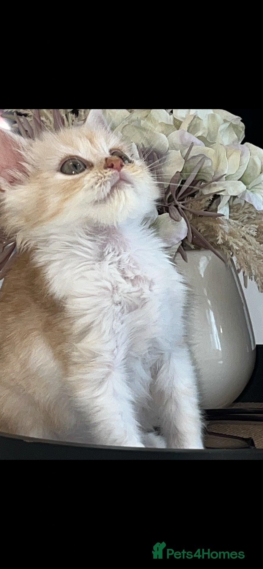 Mixed Breed cats Dad mainecoon registered mum is quarter ragdoll - Advert 5