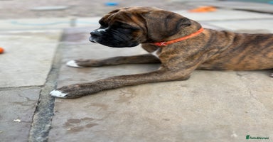 Boxer dogs - Advert 13