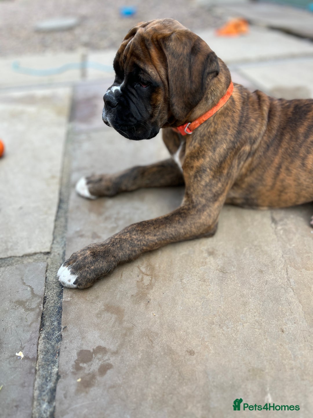 Boxer dogs for sale: Only 1 remaining! KC Boxer Puppies - Image 3