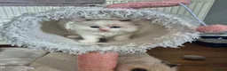 Ragdoll cats for sale: Ragdoll Kittens TICA Registered - Advert 18