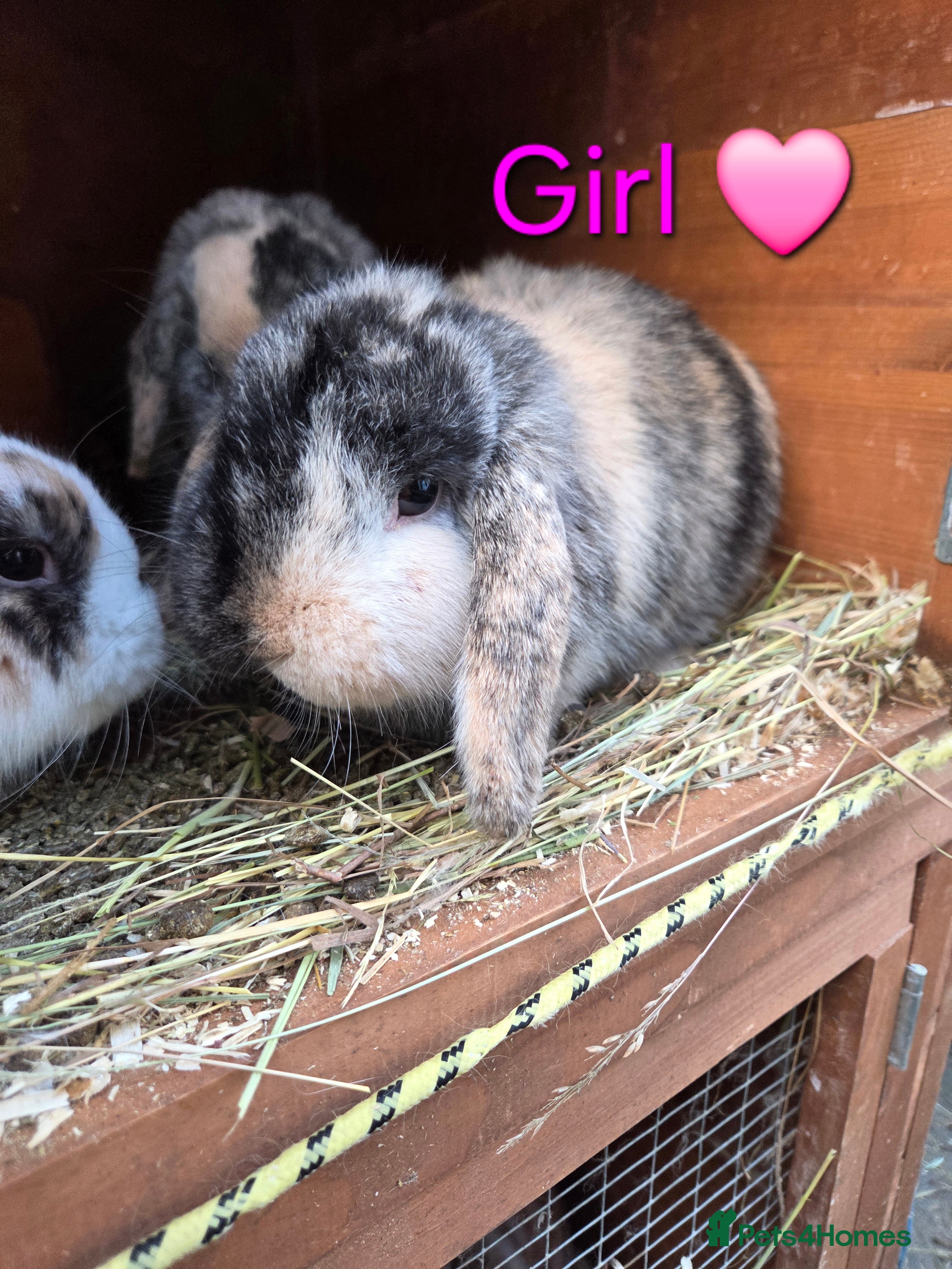 Mini Lop rabbits Beautiful mini lop babies ready now - Advert 1