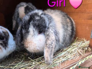 Mini Lop rabbits Beautiful mini lop babies ready now - Advert 11