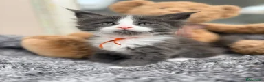 MUSHU