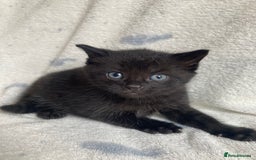 Maine Coon cats for sale: Main coon x  - Image 16
