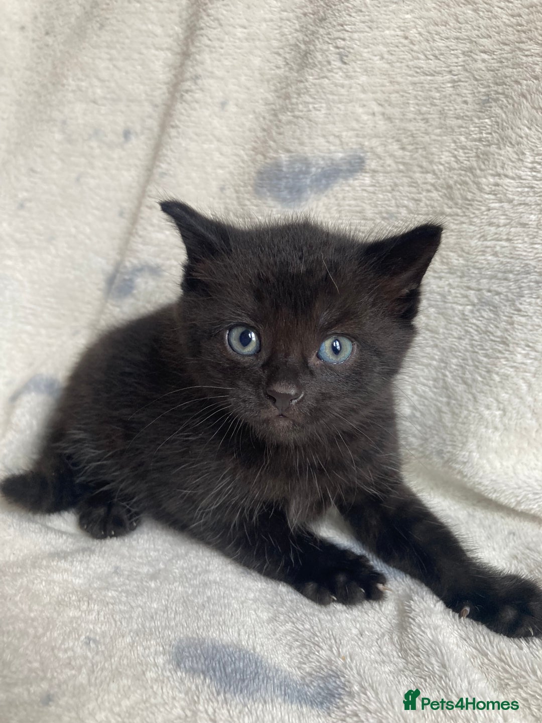 Maine Coon cats for sale: Main coon x  - Image 16