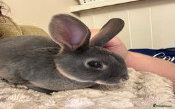 Rex rabbits for sale: Rex rabbit  - Image 1