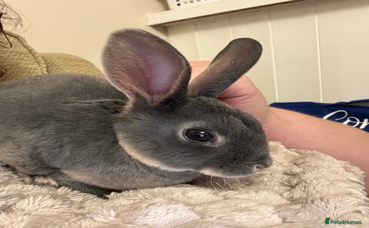 Rex rabbits - Advert 8