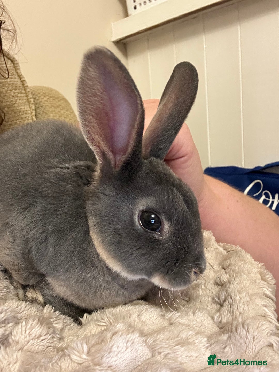 Rex rabbits for sale: Rex rabbit  - Image 1