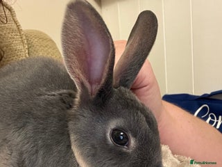 Rex rabbits - Advert 3