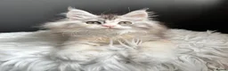 Maine Coon cats for sale: Outstanding Russian line kittens  - Advert 7
