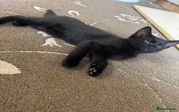 American Shorthair cats for sale: 2 BLACK FEMALE KITTENS FOR SALE - Image 7