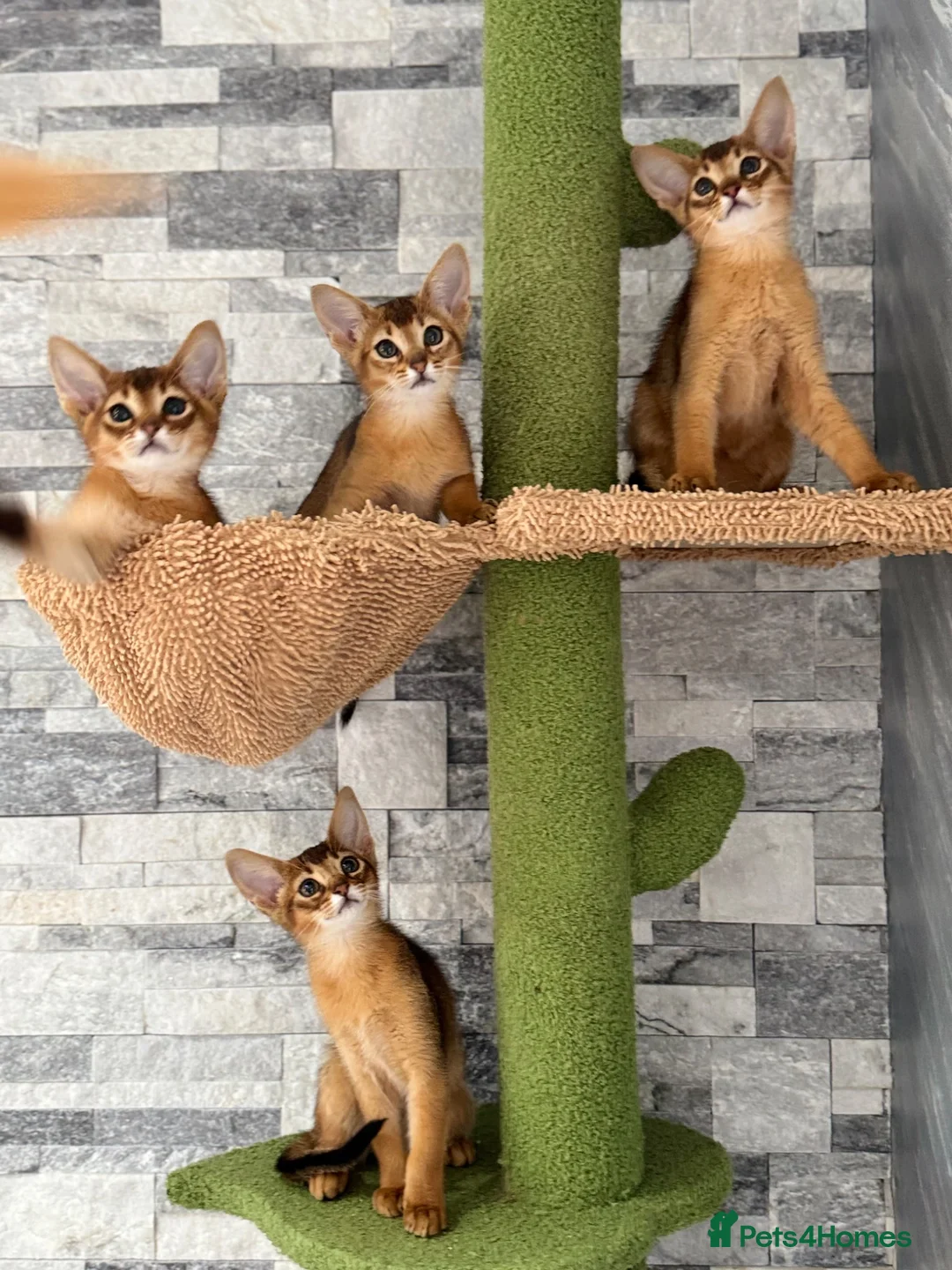 Abyssinian cats for sale: Last 2 boys ready to go!!! - Advert 14