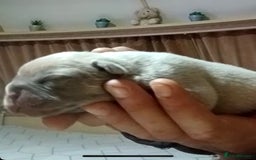 French Bulldog dogs for sale: French bulldogs  - Image 5