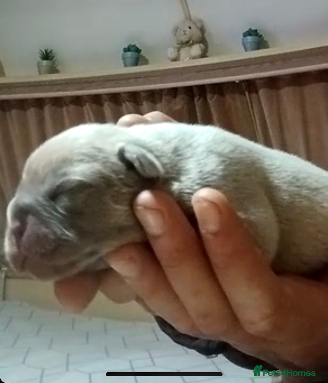 French Bulldog dogs for sale: French bulldogs  - Image 5