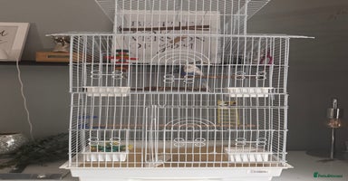 Budgerigars birds - Advert 5