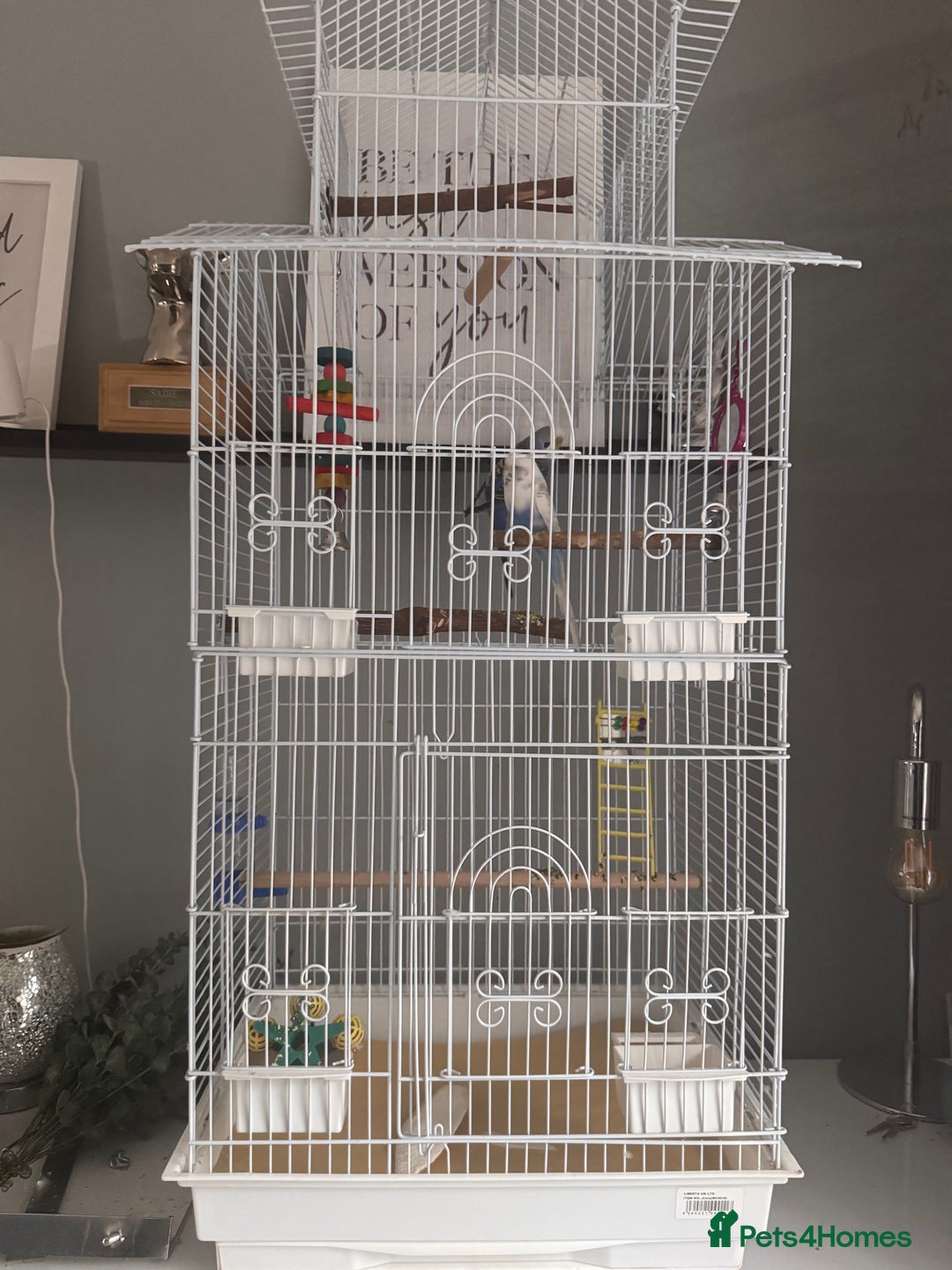 Budgerigars birds for sale: Budgies & Setup For Sale - Image 2