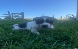 Jack Russell dogs for sale: Beautiful Jack Russell Girls  - Image 5
