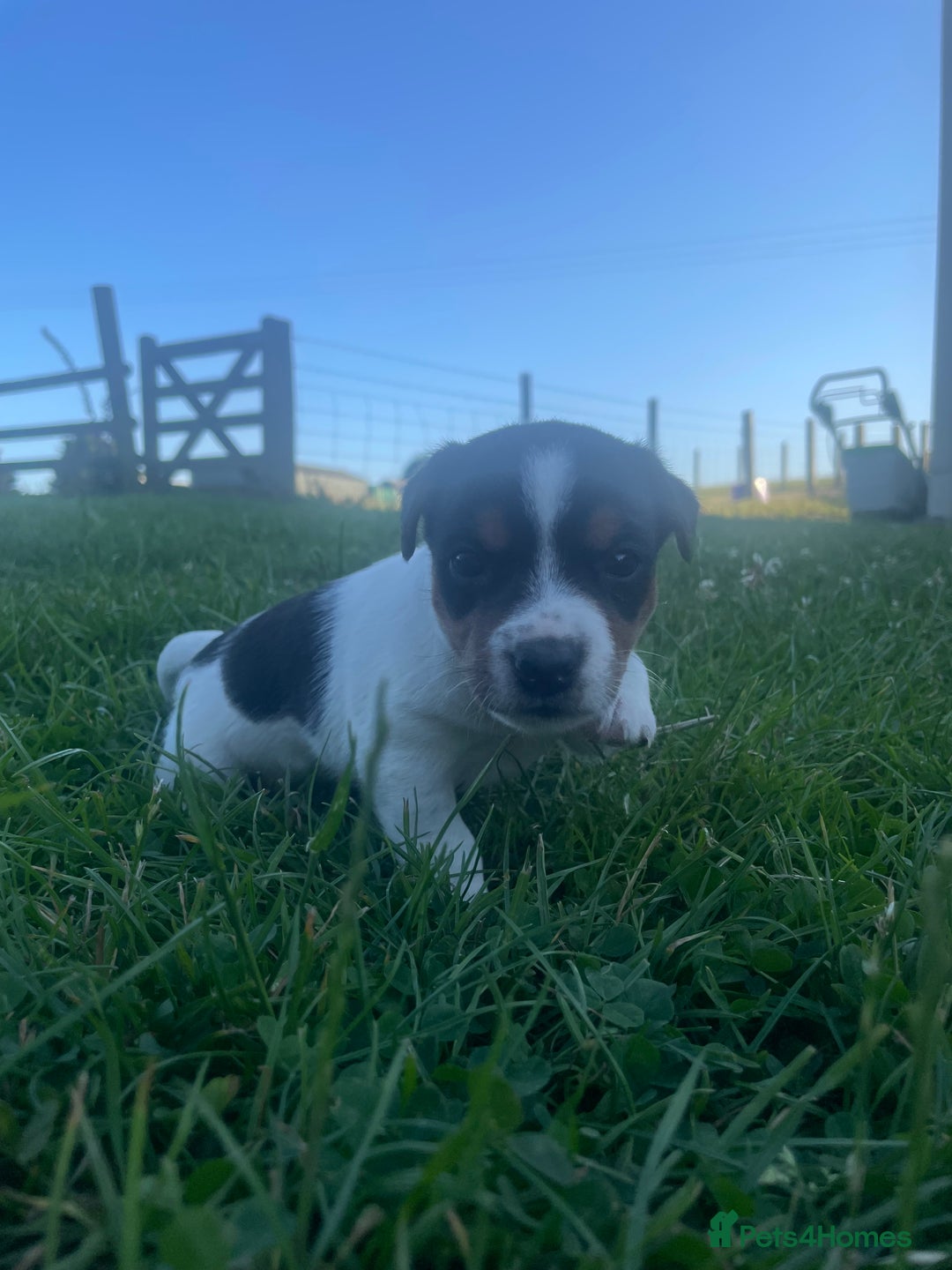 Jack Russell dogs for sale: Beautiful Jack Russell Girls  - Image 5