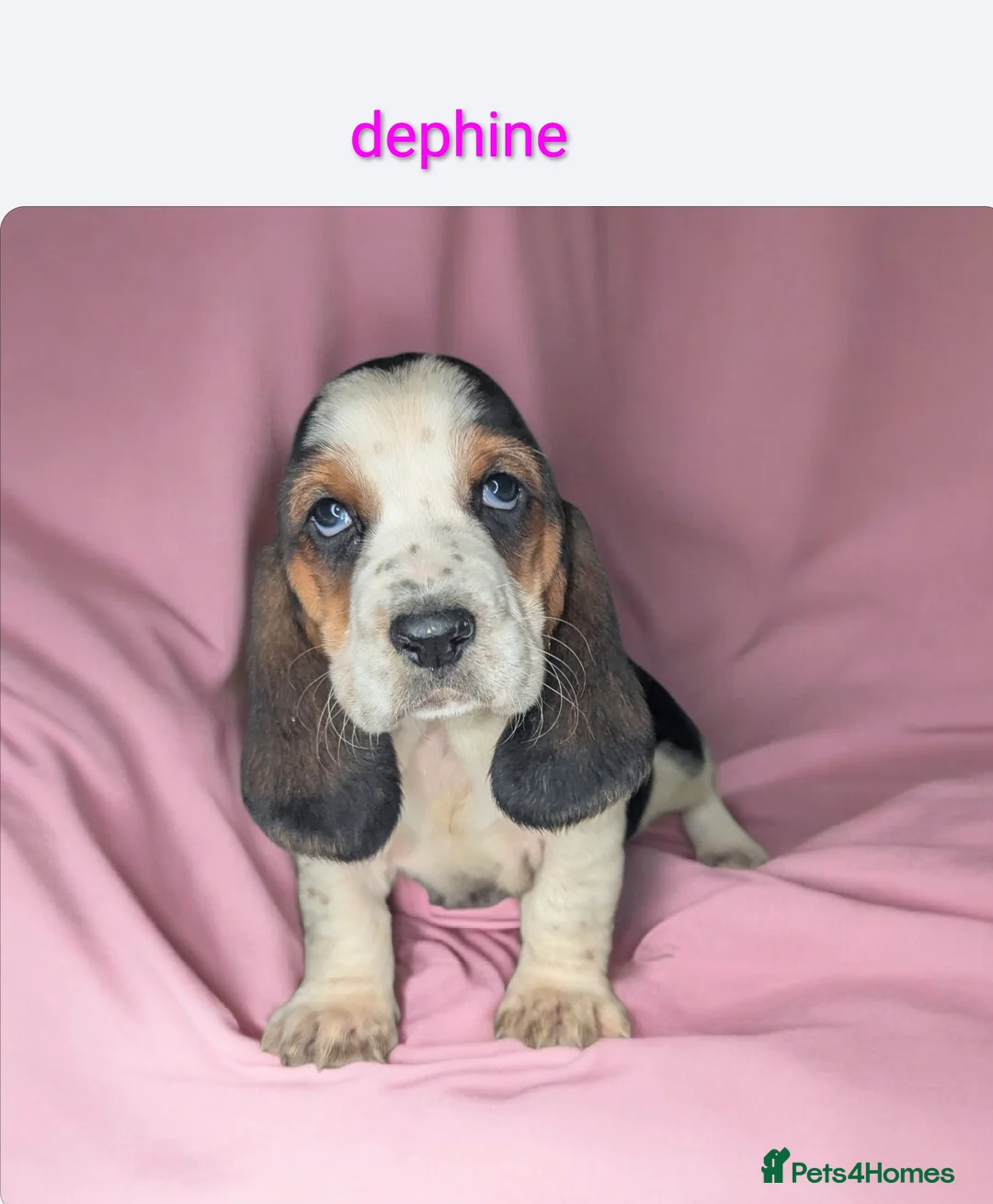 Basset Hound dogs for sale: KC REGISTERED BASSET HOUNDS  - Advert 4