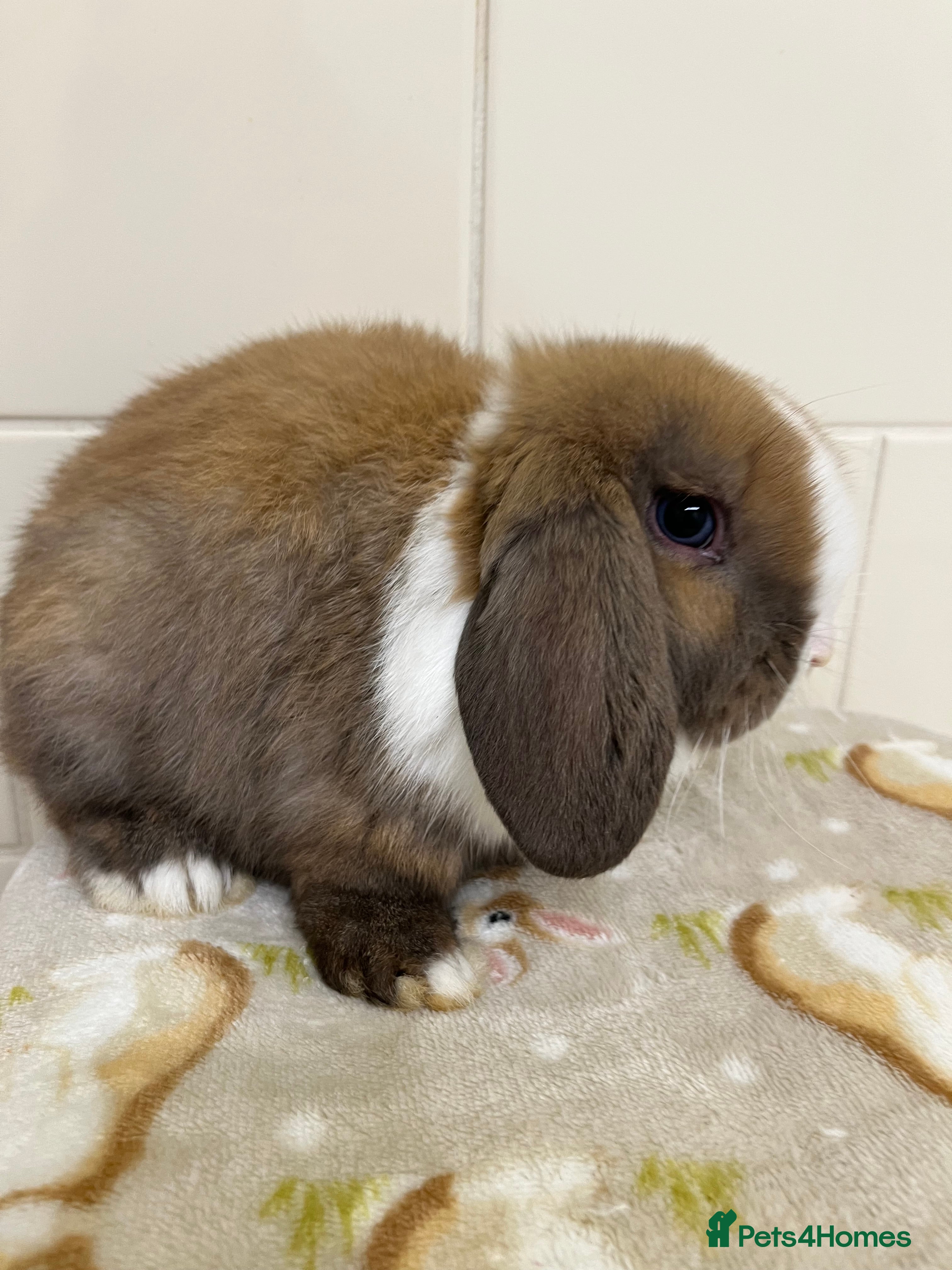 Mini Lop rabbits Beautiful Mini lop baby ready now  - Advert 3