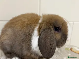 Mini Lop rabbits Beautiful Mini lop baby ready now - Advert 2