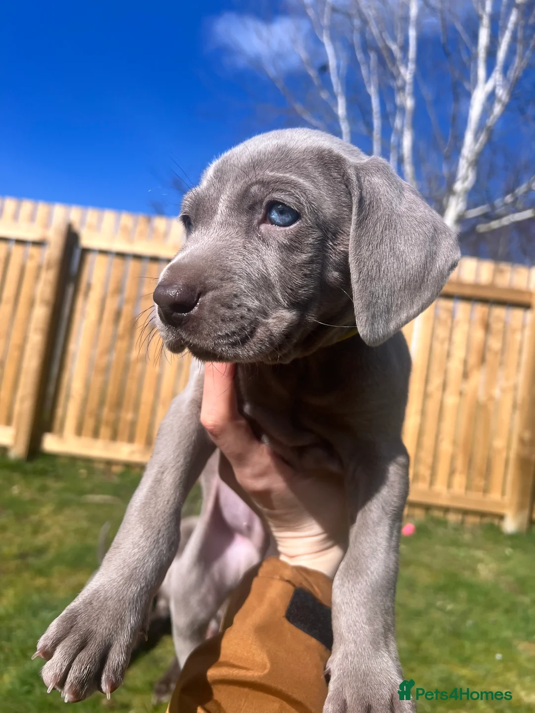 Weimaraner dogs for sale: 💎LAST BOY AVAILABLE 💎 Weimaraner puppies  - Advert 1