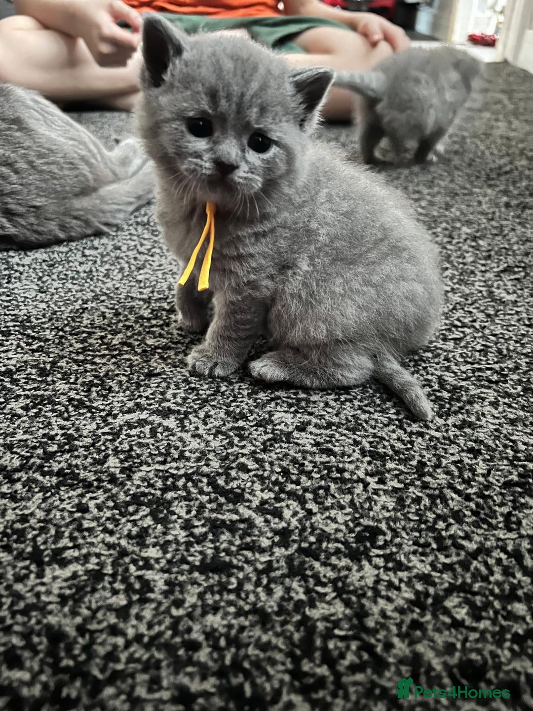 British Shorthair cats for sale: British short hair blue - Advert 6