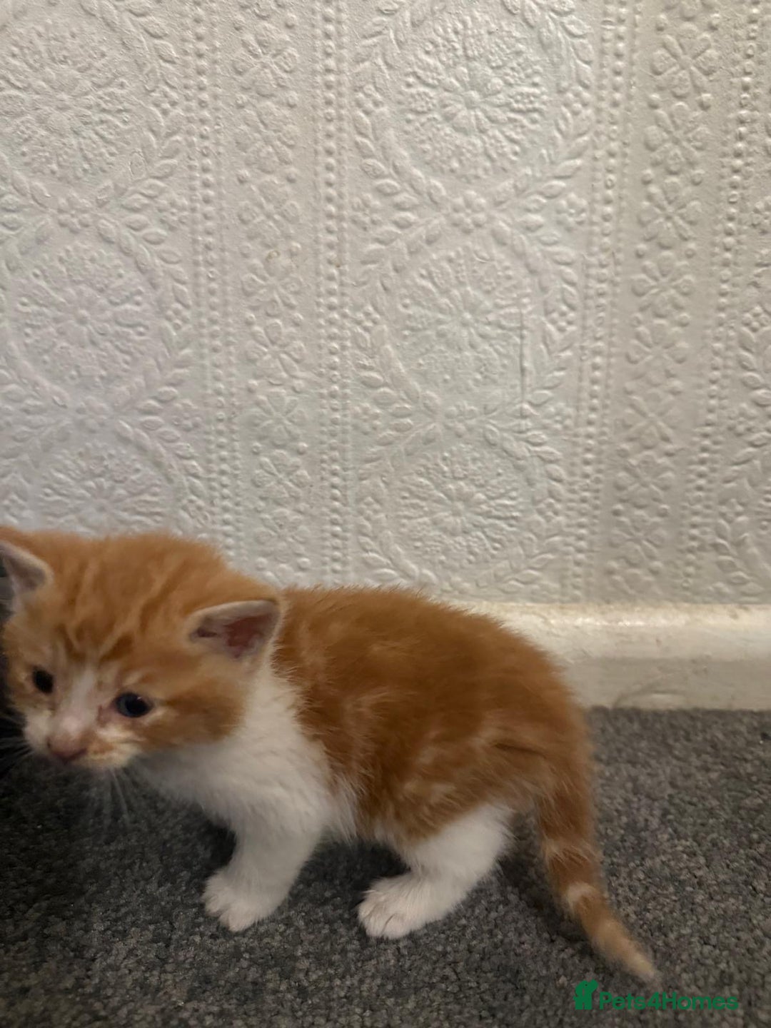 Mixed Breed cats for sale: 5 KITTENS IN SEARCH OF THEIR FOREVER HOMES  - Advert 3