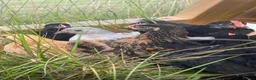 Chickens poultry for sale: Pekin bantams  in Deal - Advert 4