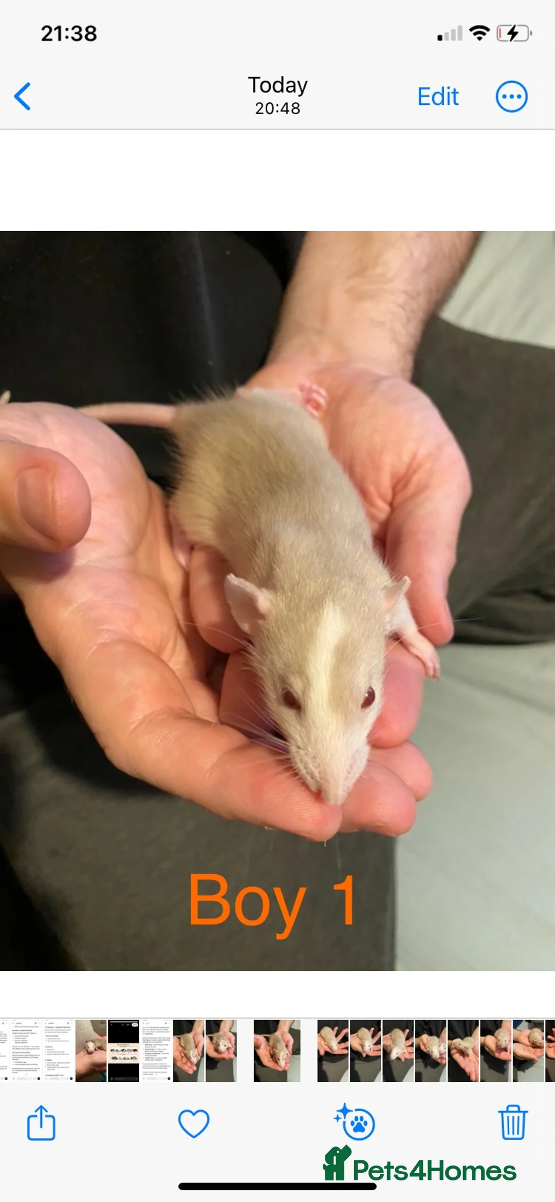 Rat rodents for sale: Dumbo Siamese Baby Rats Looking for Loving Homes  - Advert 2