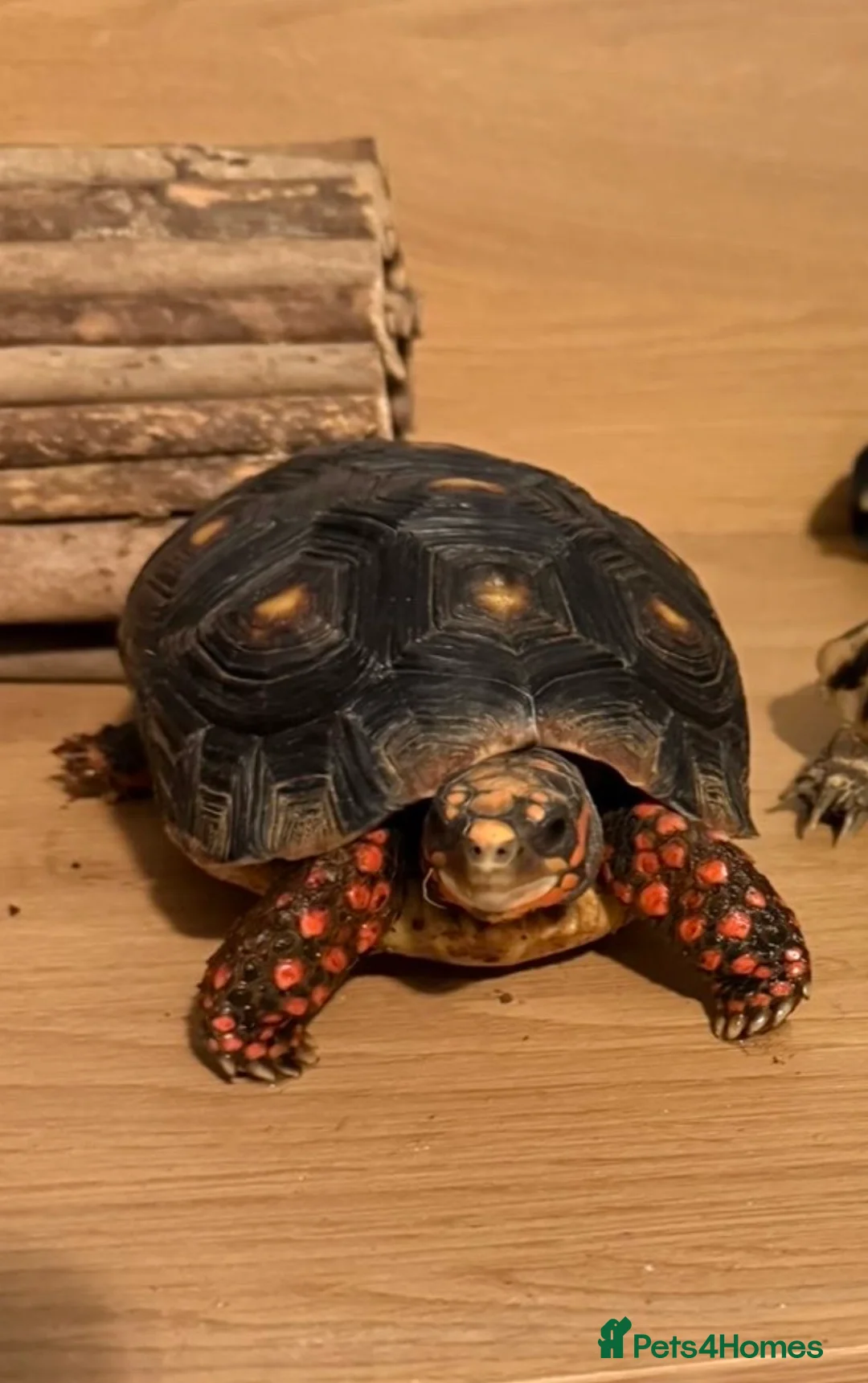 Tortoise reptiles for sale: Red-footed tortoise  in Plymouth - Advert 1