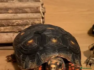 Tortoise reptiles Red-footed tortoise - Advert 3