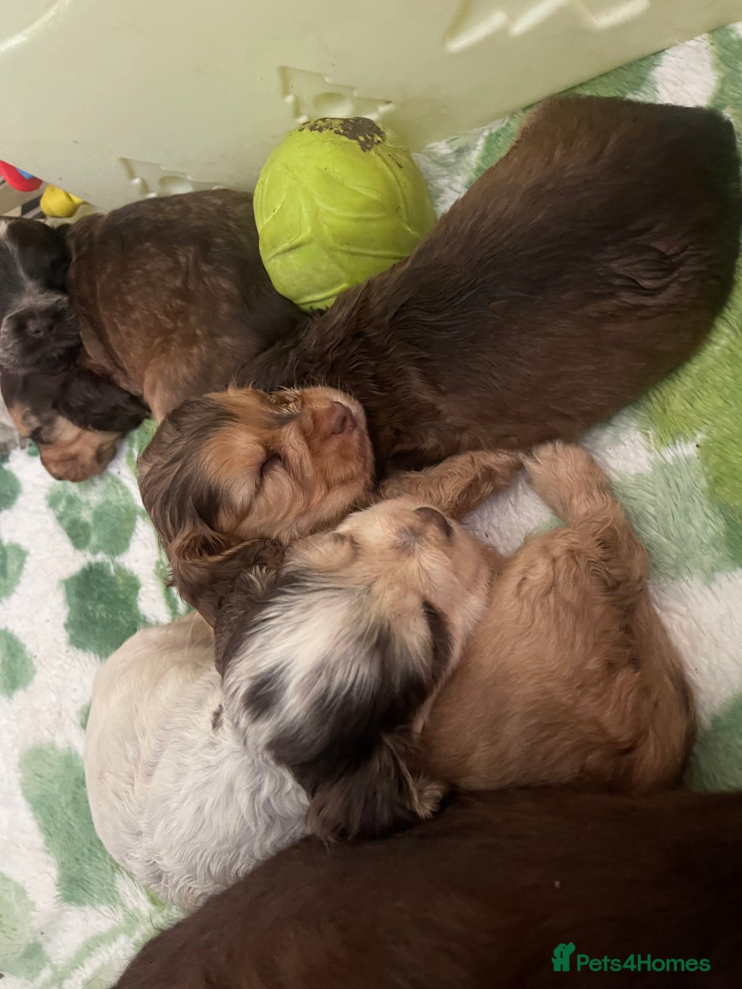 Cocker Spaniel dogs for sale: KC Show Cockers - 1 Girl , 3 Boys remaining! - Image 29