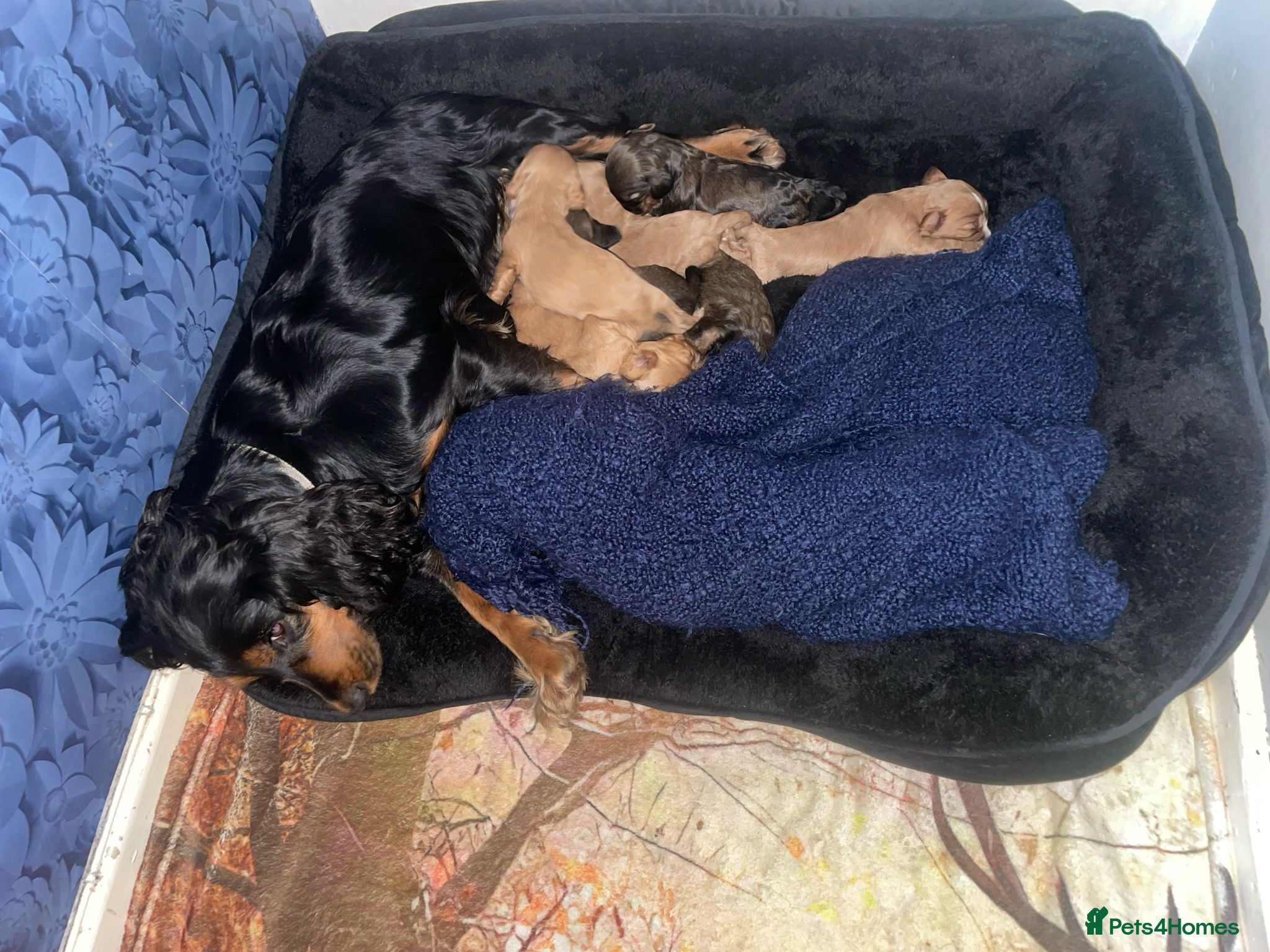 Mixed Breed dogs Cockalier - Advert 10