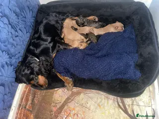 Mixed Breed dogs Cockalier - Advert 10