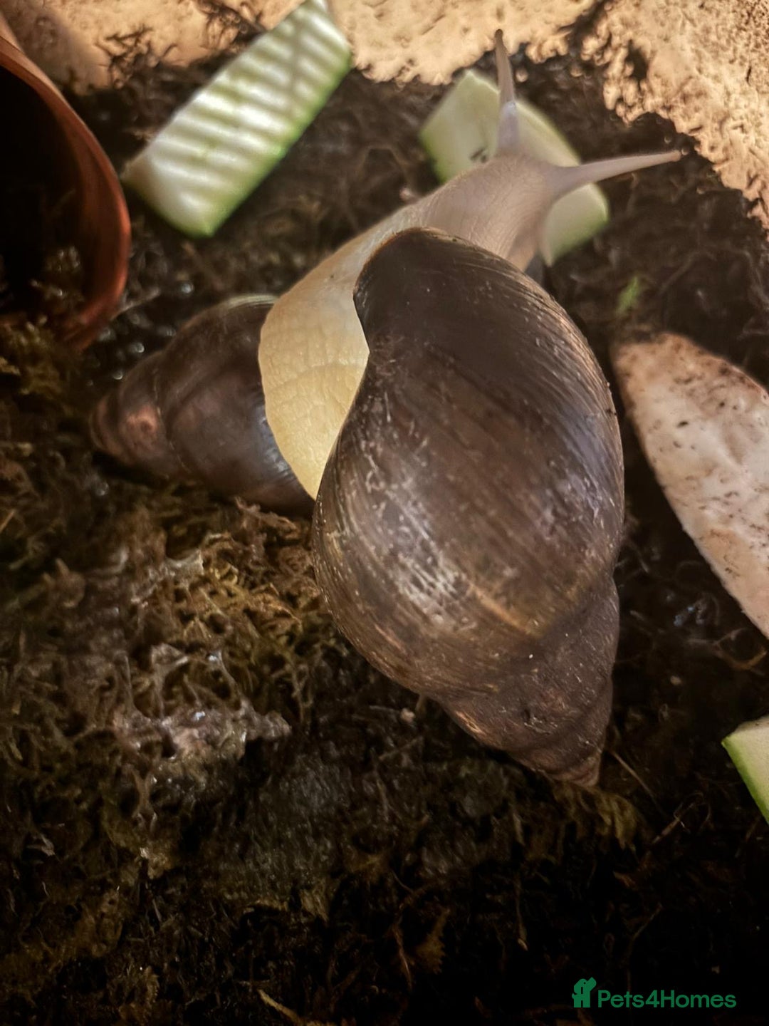 Snails invertebrates for sale: 4 Giant African Land Snails  **  - Advert 3