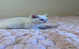 Ragdoll cats for sale: Beautiful White Kitten  - Image 4