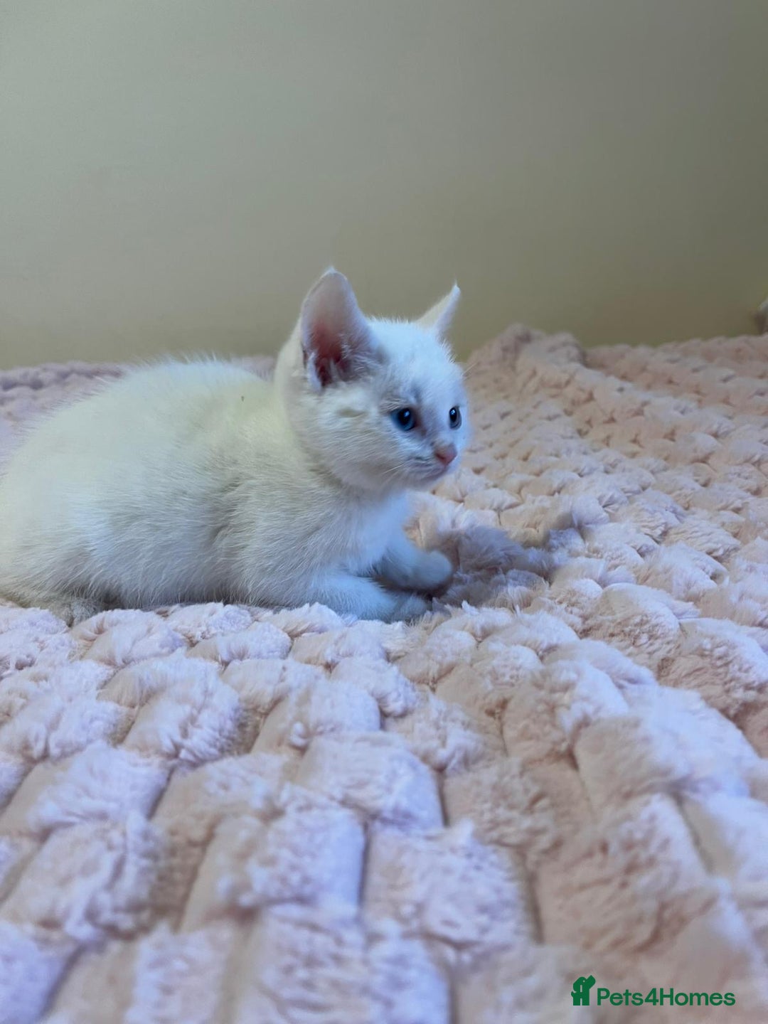Ragdoll cats for sale: Beautiful White Kitten  - Image 4