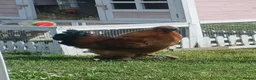 Chickens poultry for sale: Silkie cockerels  in Woodbridge - Advert 2