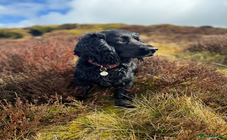 Cocker Spaniel dogs in Wilmslow - Advert 1