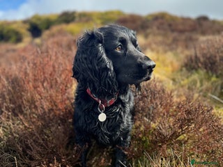 Cocker Spaniel dogs Working Cocker Spaniel Stud in Wilmslow - Advert 12